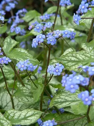 Kamzičník (Brunnera) Jack Frost