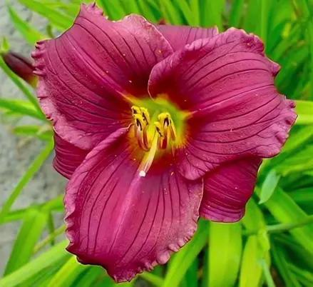 Denivka Grape Velvet