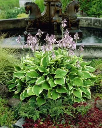 Hosta fortunei Aureomarginata