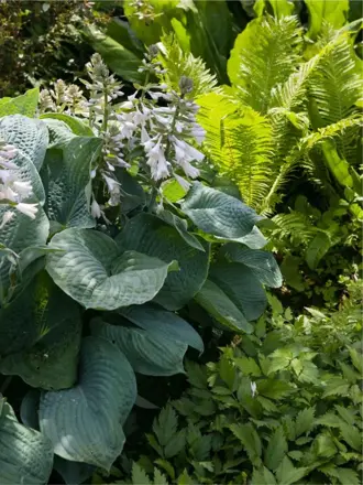 Hosta sieboldiana Elegans