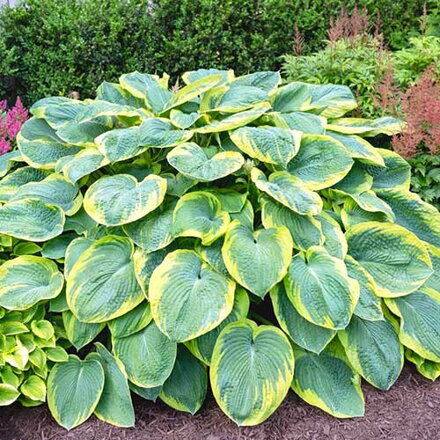 Hosta sieboldiana Frances Williams