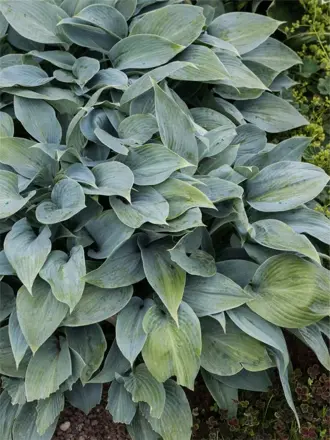Hosta tardiana Halcyon 