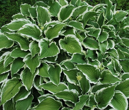 Hosta fortunei Patriot