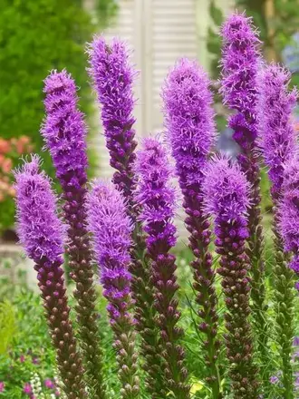 Šuškarda spicata