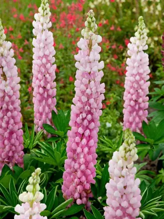 Lupin  The Chatelaine