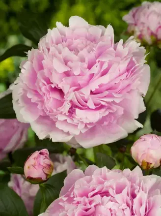 Pivoňka Sarah Bernhardt