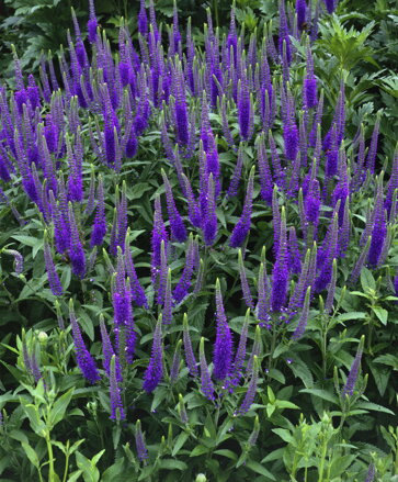 Rozrazil BLAURIESIN                    