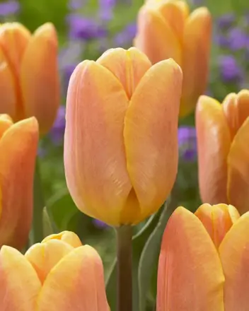 Tulipán Bellville
