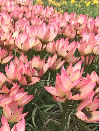 Tulipán Danique