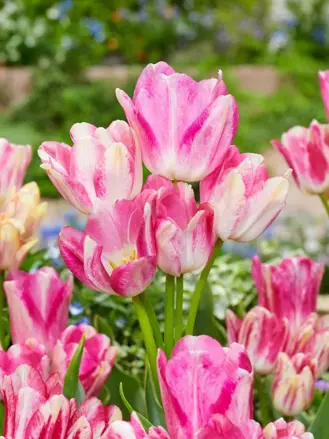Tulipán Dream Club