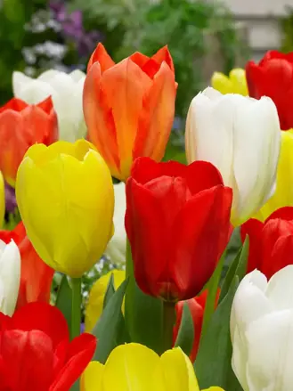Tulipán fosteriana - směs barev