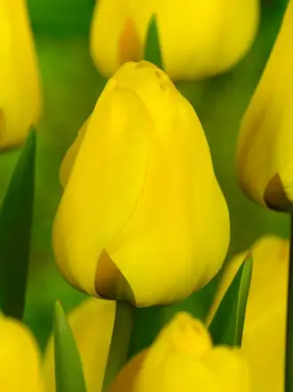 Tulipán Golden Apeldoorn
