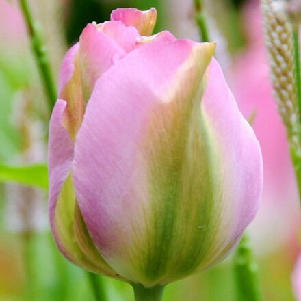 Tulipán Groenland
