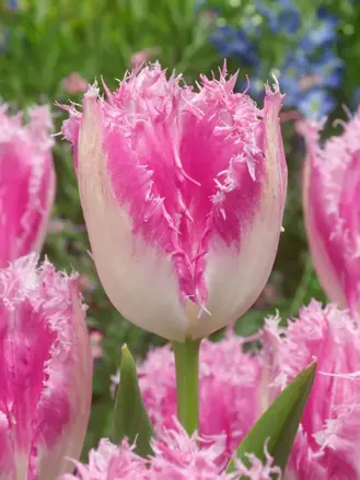 Tulipán Huis ten Bosch