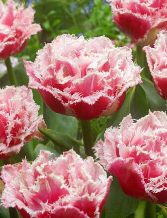 Tulipán Queensland 