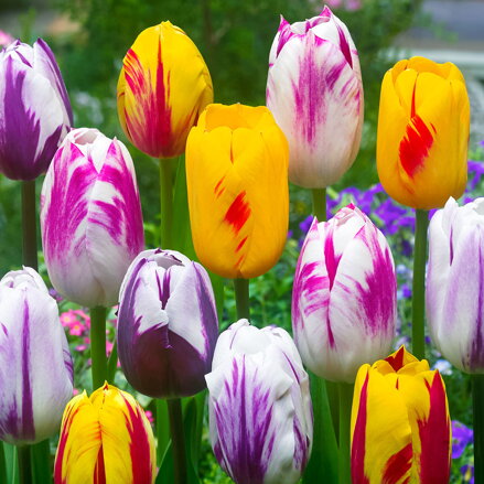 Tulipán Rembrandt - směs barev 