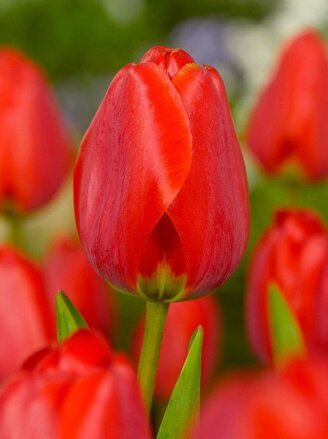 Tulipán Apeldoorn 