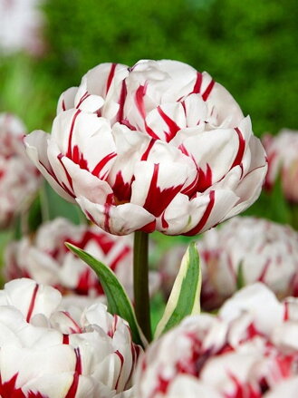 Tulipán Carnaval de Nice 