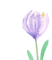 OCÚNY (COLCHICUM)