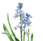 HYACINTOVCE (HYACINTHOIDES)