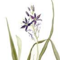 Kamassie – Camassia cibule | Tulipania