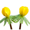 Cibulky talovínů | tulipania.cz Cibulky talovínů | tulipania.cz