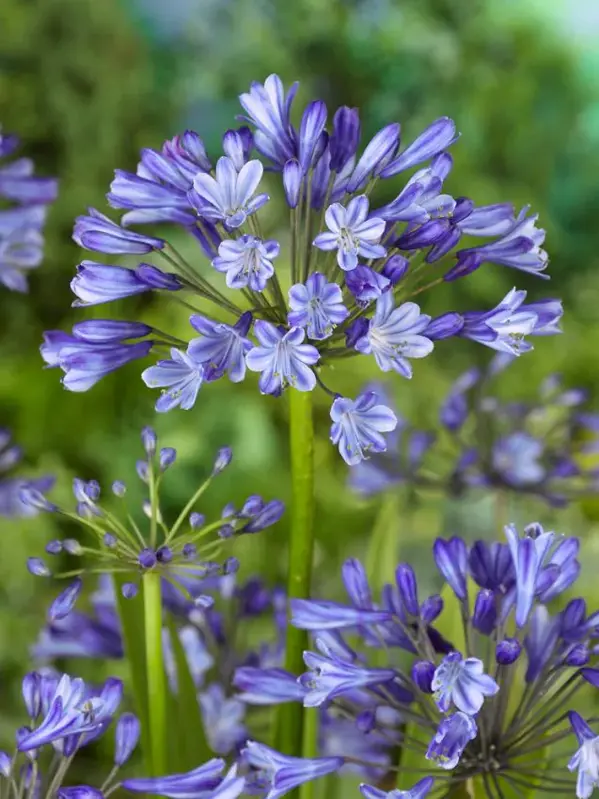 Kalokvět africký Dr. Brouwer