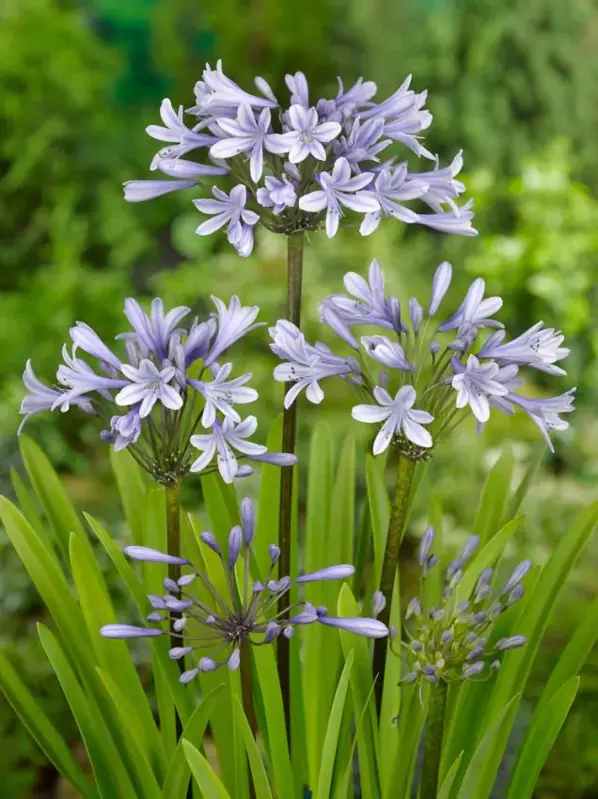 Kalokvět Silberpfeil