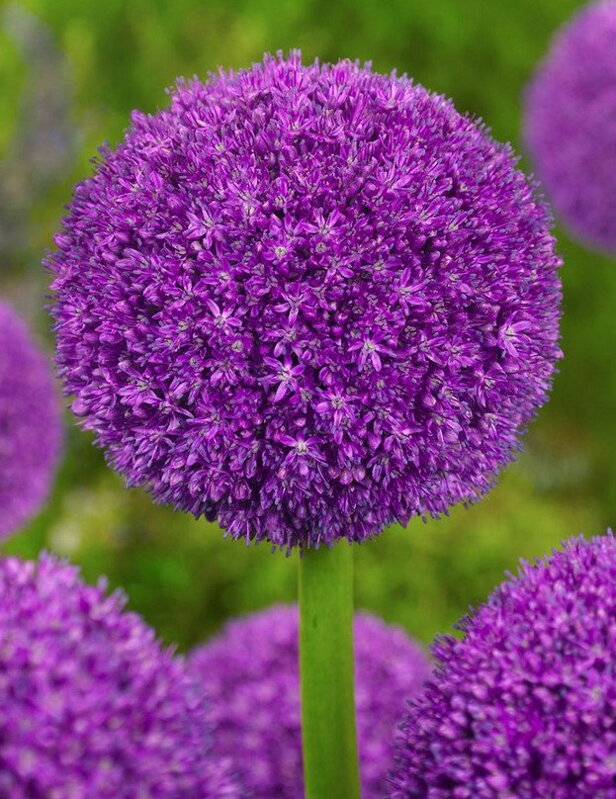 Česnek - Allium Ambassador