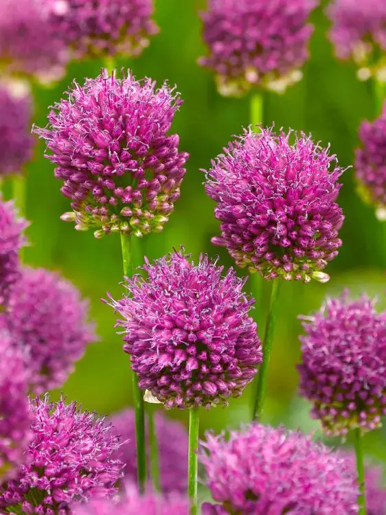 Česnek - Allium Kulatohlavý (Sphaerocephalon)