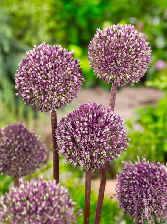 Česnek - Allium Summer drummer