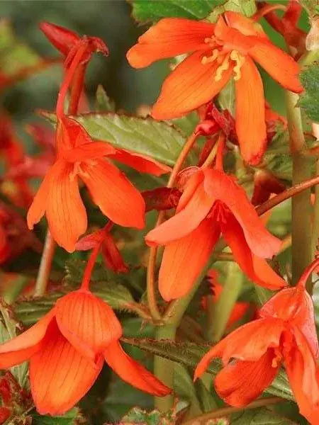 Begónie Bertinii orange