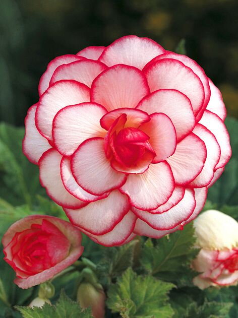 Begonie Picotee White