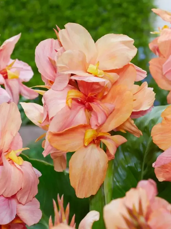 Dosna Peach Blush
