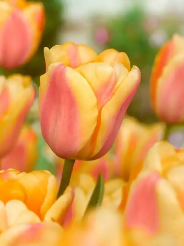 Tulipán Apricot Foxx Tulipán Apricot Foxx