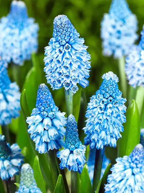 Modřenec azurový - Muscari azureum Modřenec azurový - Muscari azureum