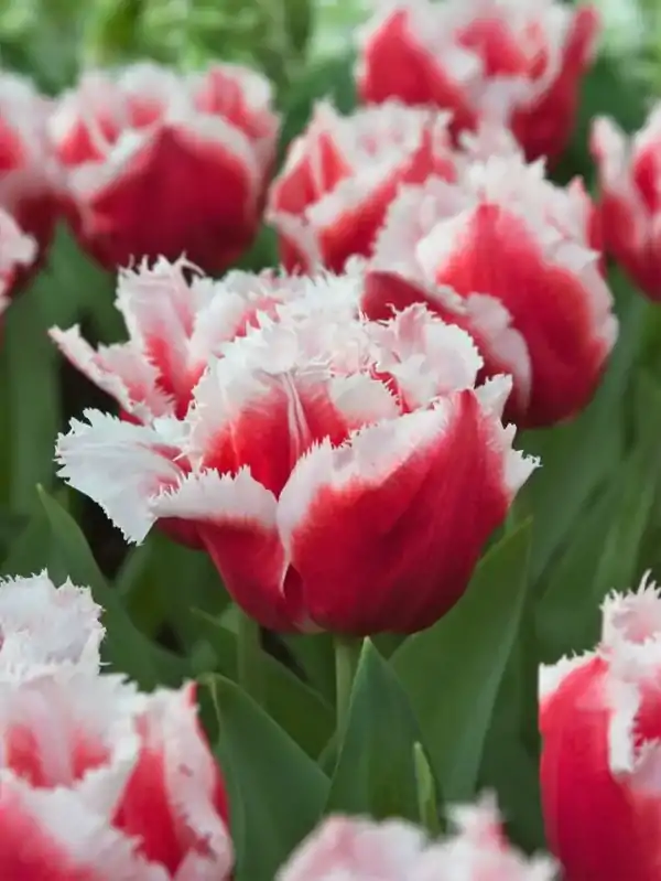 Tulipán Canasta Tulipán Canasta