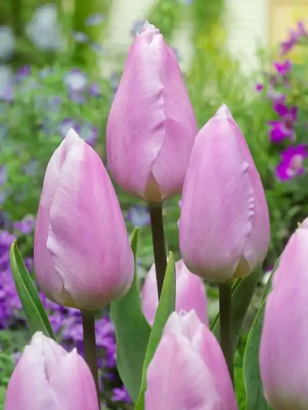 Tulipán Candy Prince