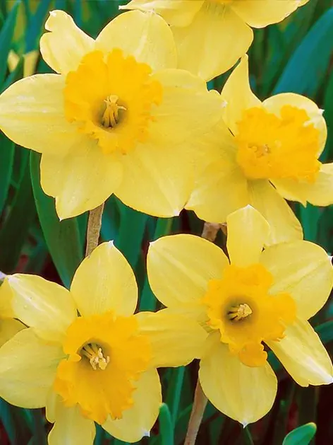 Narcis Carlton Narcis Carlton
