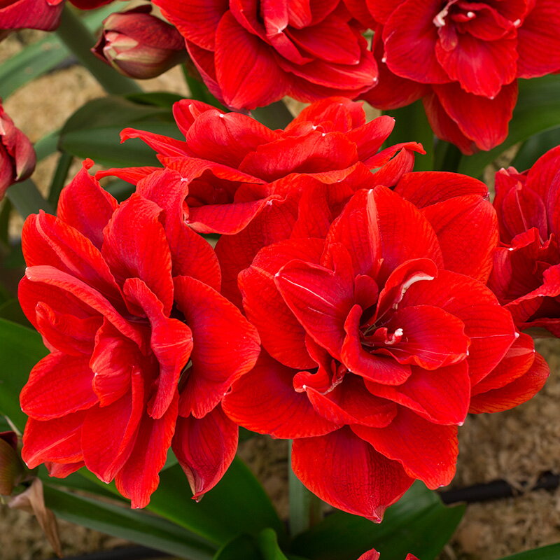 Hvězdník - Amaryllis Cherry Nymph