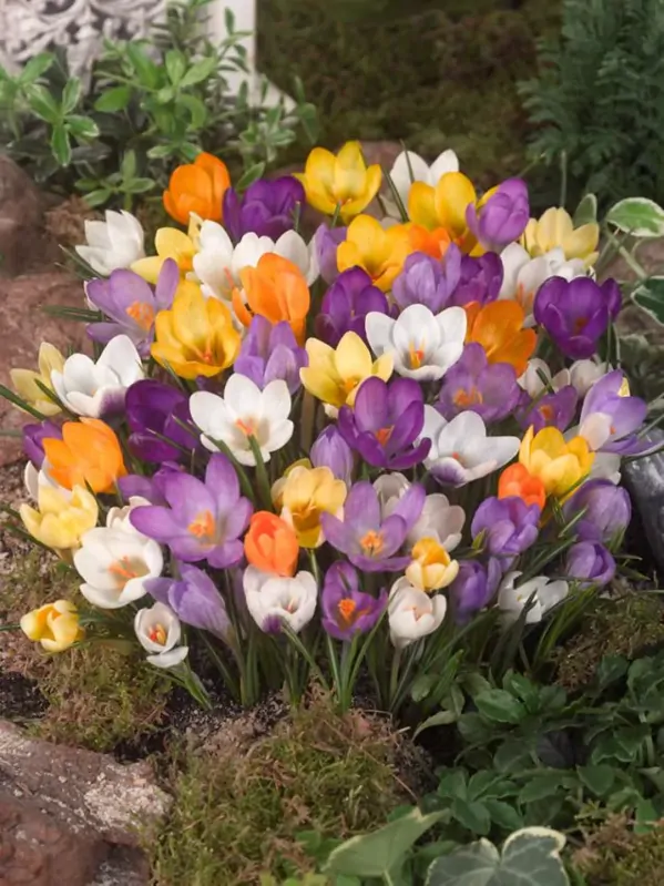 Krokus botanický, směs barev Krokus botanický, směs barev