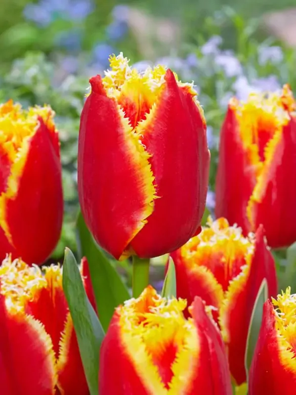Tulipán Davenport Tulipán Davenport