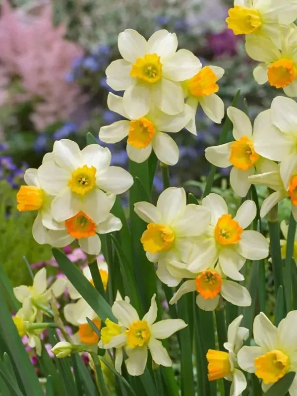 Narcis Eaton song Narcis Eaton song
