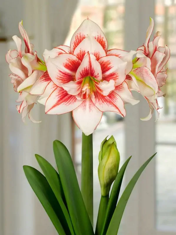 Hvězdník - Amaryllis Elvas Hvězdník - Amaryllis Elvas
