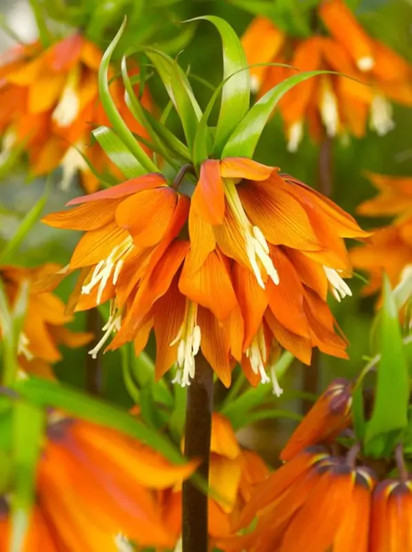 Řebčík královský Orange beauty Řebčík královský Orange beauty