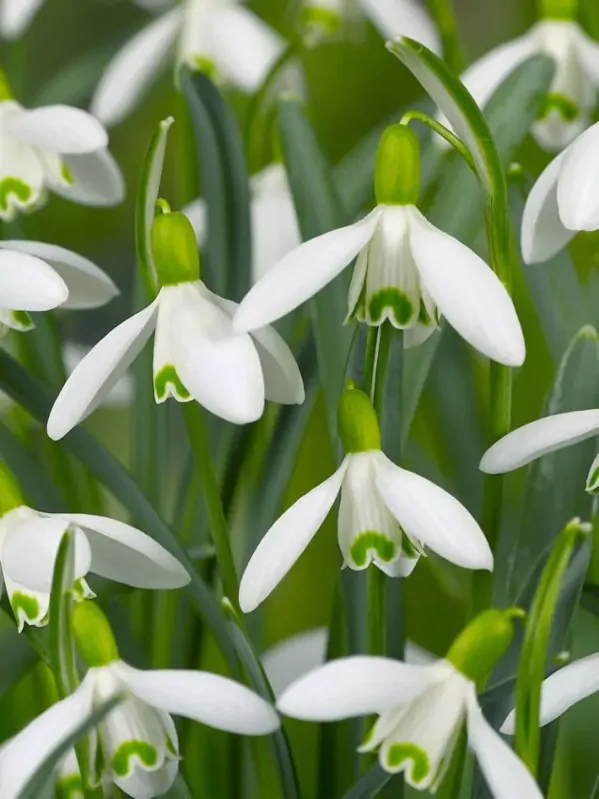 Sněženka podsněžník - Galanthus nivalis Sněženka podsněžník - Galanthus nivalis