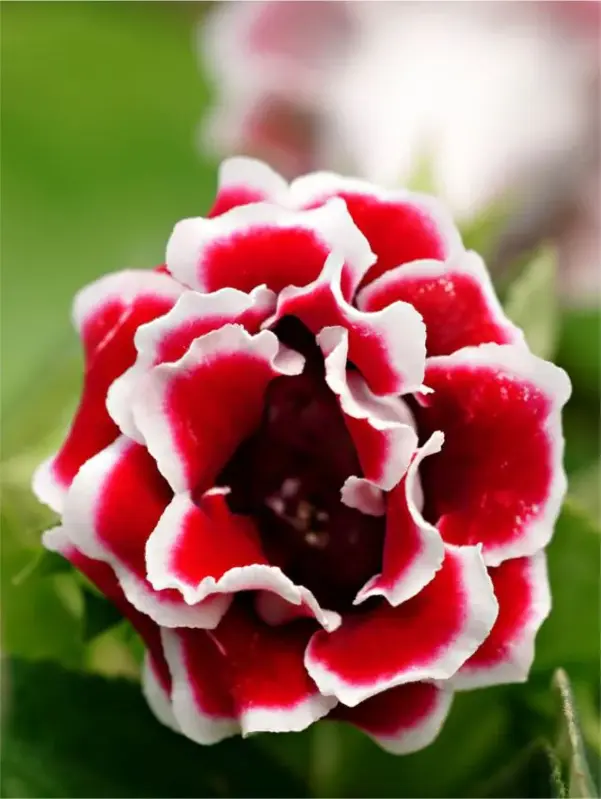 Gloxinia Kaiser Friedrich