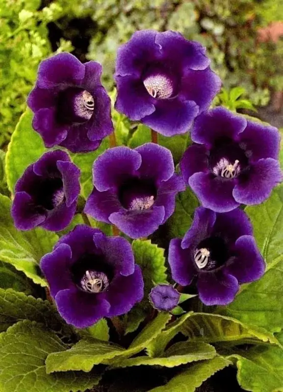 Gloxinia Hollywood