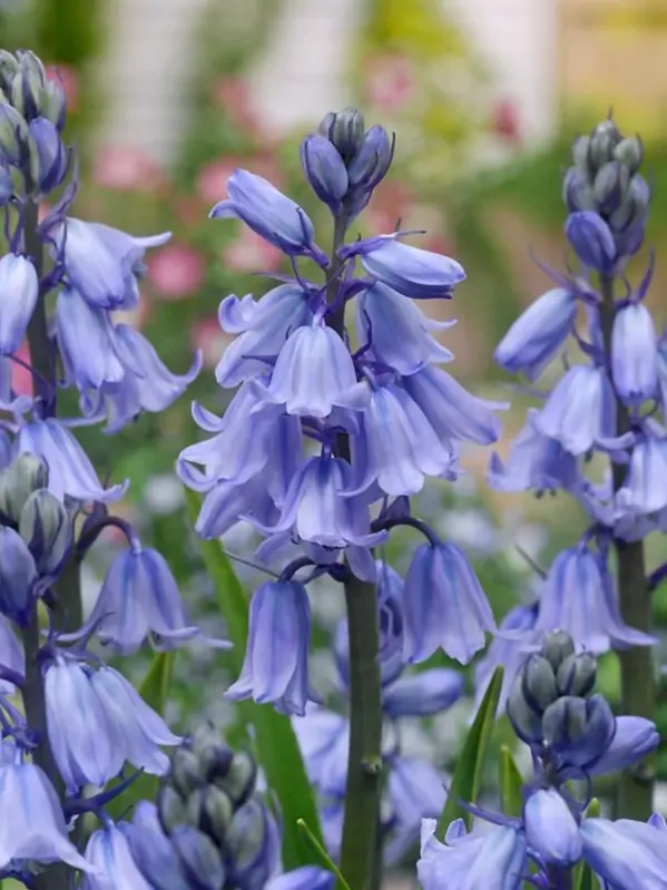 Hyacintovec španělský - Hyacinthoides hispanica Hyacintovec španělský - Hyacinthoides hispanica
