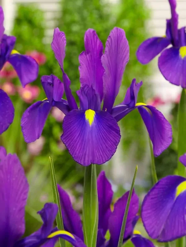 Kosatec Purple sensation (hollandica) Kosatec Purple sensation (hollandica)